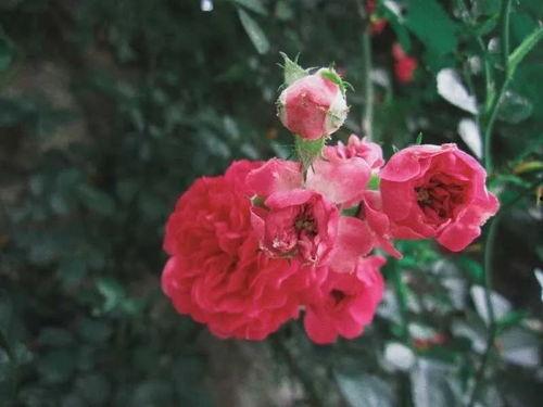 玫瑰玫瑰色,探寻浪漫与爱情的色彩密码  第2张