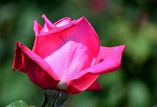 玫瑰玫瑰色,探寻浪漫与爱情的色彩密码  第3张