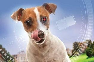 我的超级智能狗,未来宠物界的超级助手